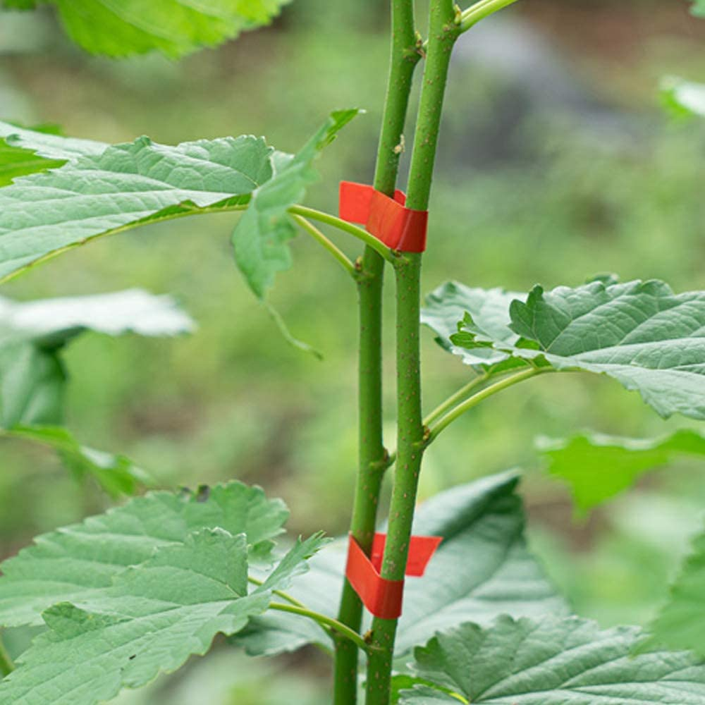 Agrafeuse pour attacher les plantes